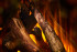 New Forest 1600 with Deluxe Real logs в Оренбурге