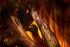 New Forest 870 with Deluxe Real logs в Оренбурге
