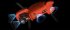 Квадрокоптер Autel Evo II Pro 6K RTK в Оренбурге
